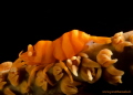   Whip Coral Shrimp  